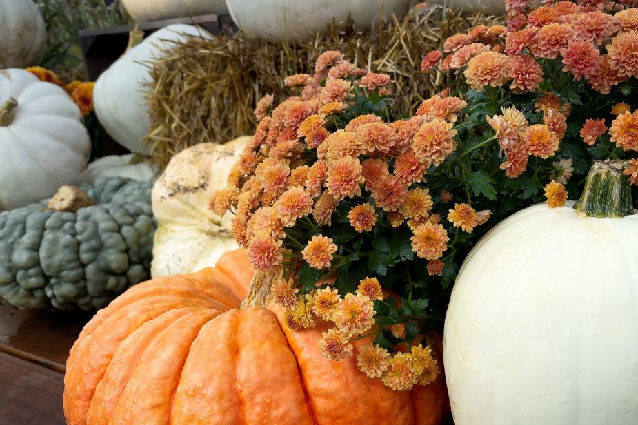 FALL BUCKET LIST IDEAS